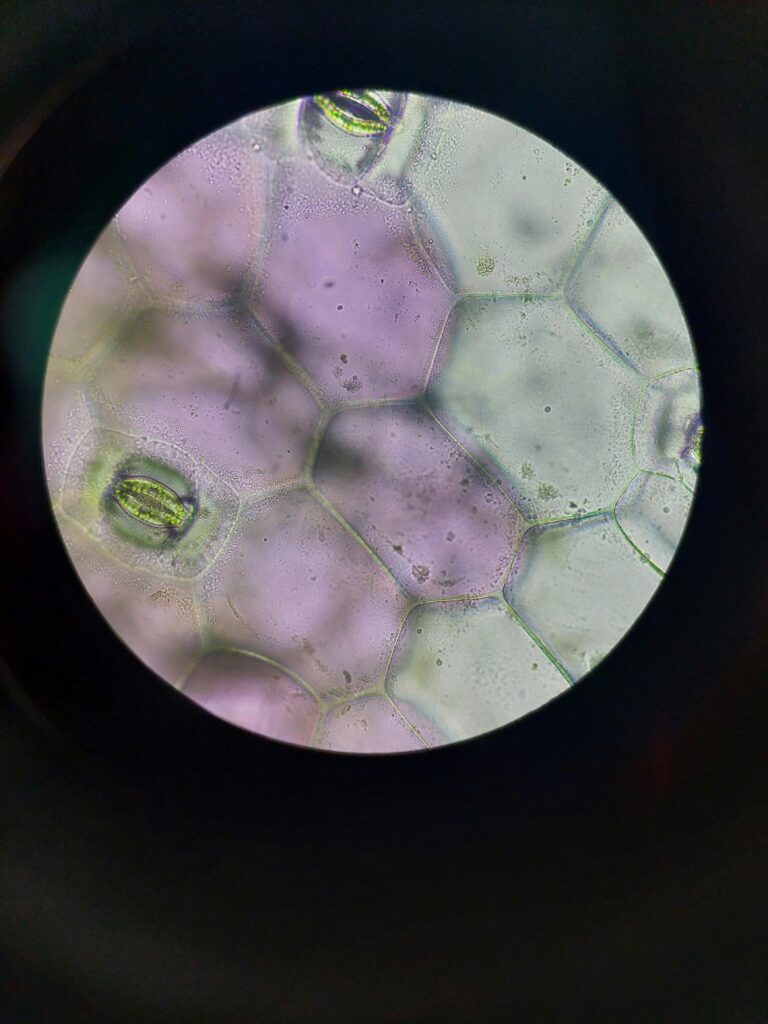 Una radiografía de una célula madre